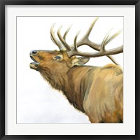 Framed Majestic Elk Brown Crop