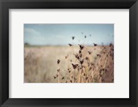 Framed Falling Queen Annes Lace I Crop