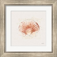 Framed Shell Collector IV