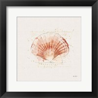 Shell Collector IV Framed Print