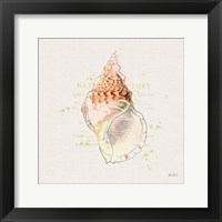 Shell Collector III Framed Print