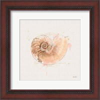 Framed Shell Collector II