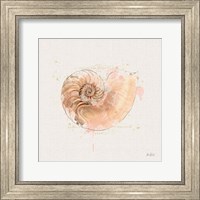 Framed Shell Collector II
