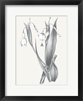 Neutral Botanical II Framed Print