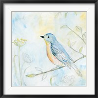 Sketched Songbird II Framed Print