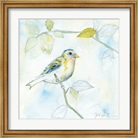 Framed Sketched Songbird I