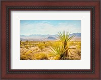 Framed Utah Desert Yucca
