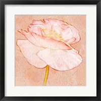Sweet Peach Poppy I Framed Print