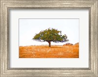 Framed Lone Tree