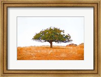 Framed Lone Tree