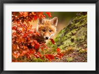 Framed Fox