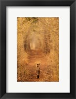 Framed Tiger In The Tunnel