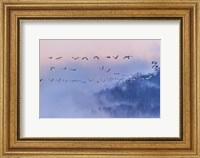 Framed Snow Geese