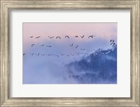 Framed Snow Geese