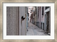 Framed Dantel Street Cat