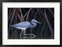 Framed Stalking in The Mangroves