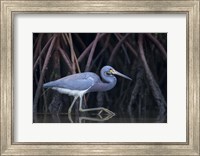 Framed Stalking in The Mangroves