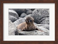 Framed Galapagos Sea Lion Pup