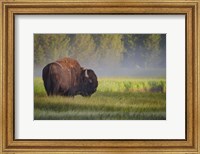Framed Bison In Morning Light