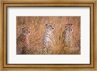 Framed Cheetah Alpine Glow