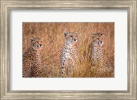 Framed Cheetah Alpine Glow