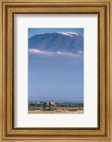 Framed Kilimanjaro And The Quiet Sentinels