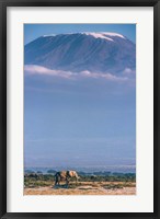 Framed Kilimanjaro And The Quiet Sentinels