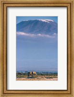 Framed Kilimanjaro And The Quiet Sentinels