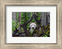 Framed Wolf