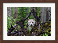 Framed Wolf