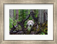 Framed Wolf