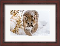 Framed Sneaky Cougar