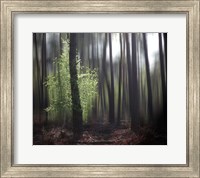 Framed Spring Forest