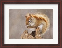 Framed Squirrel in a Snow Storm