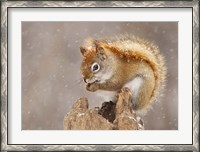 Framed Squirrel in a Snow Storm