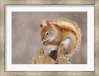 Framed Squirrel in a Snow Storm