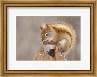 Framed Squirrel in a Snow Storm