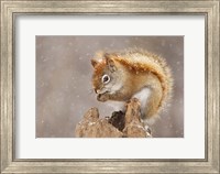 Framed Squirrel in a Snow Storm