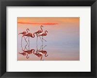 Framed Flamingos Family
