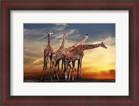 Framed Giraffes