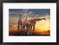 Framed Giraffes