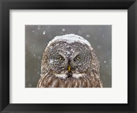 Framed Great Grey Owl Winter Portrait