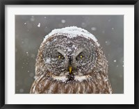 Framed Great Grey Owl Winter Portrait