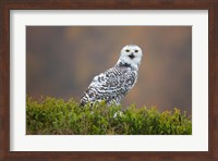 Framed Snowy Owl