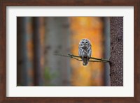 Framed Tawny Owl