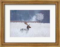 Framed Fallow Deer In The Frozen Winter Landscape