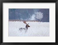 Framed Fallow Deer In The Frozen Winter Landscape