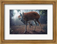 Framed Mother And Fawn