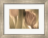 Framed Tulips