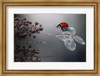 Framed Ladybird On Hydrangea